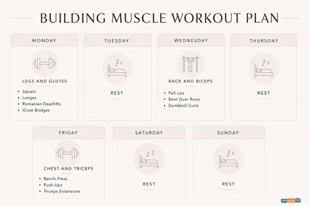 Infographic: building muscle workout plan for women