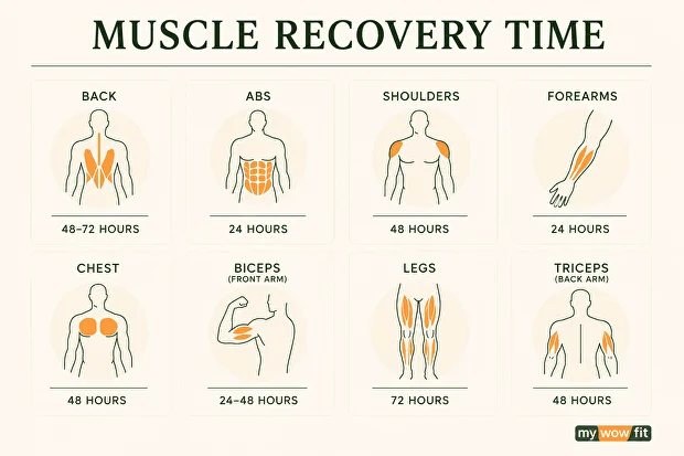Infographic: muscle recovery time by muscle group