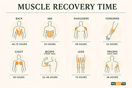 Infographic: muscle recovery time by muscle group