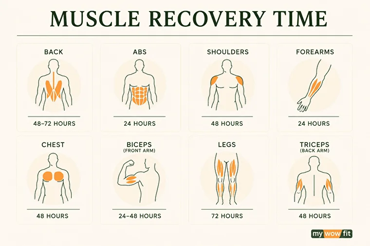 Infographic: muscle recovery time by muscle group