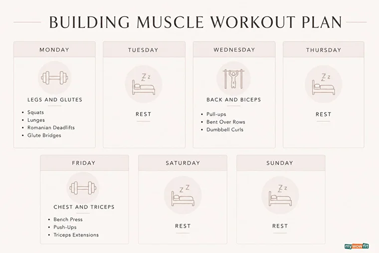 Infographic: building muscle workout plan for women
