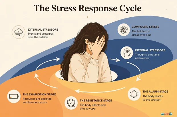 Infographic: the stress response cycle