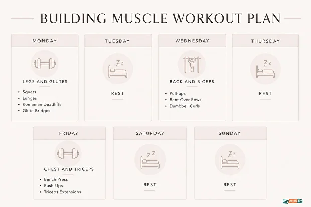 Infographic: building muscle workout plan for women
